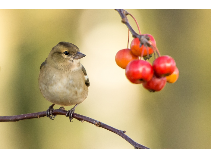 Les oiseaux sont de retour